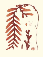 Coral Seaweed II Framed Print