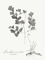 Botanical Imprint I Framed Print