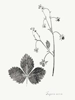 Botanical Imprint IV Framed Print