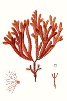 Striking Seaweed II Framed Print