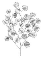 Eucalyptus Sketch I Framed Print
