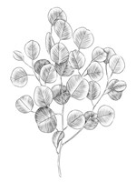 Eucalyptus Sketch II Framed Print