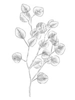 Eucalyptus Sketch III Framed Print