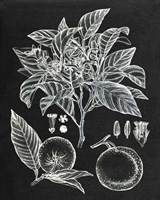 Citrus Botanical Study II Framed Print