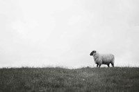 Islay Sheep II Framed Print