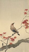 Japanese Waxwing on Maple, 1900-1936 Fine Art Print