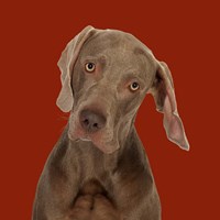 Billy the Weimaraner Framed Print