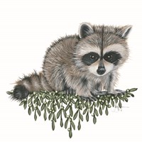 Baby Raccoon Framed Print