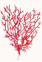 Red Reef Coral II Framed Print