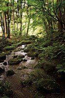 Lush Creek in Forest Framed Print