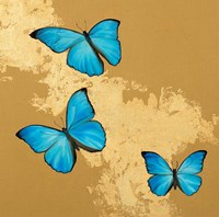 Cerulean Butterfly II Framed Print
