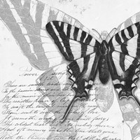 Butterflies Studies II Framed Print