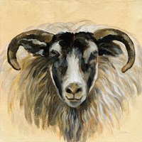 Highland Animal Ram Framed Print