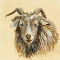 Highland Animal Sheep Framed Print