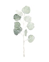 Soft Eucalyptus Branch I Framed Print