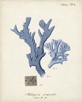 Antique Coral in Navy I Framed Print