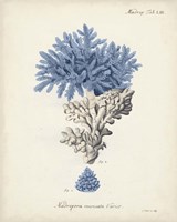 Antique Coral in Navy III Framed Print