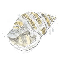 Citron Shell Sketch I Framed Print