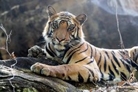 India, Madhya Pradesh, Bandhavgarh National Park A Young Bengal Tiger Resting On A Cool Rock Framed Print