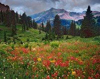 Colorado, Laplata Mountains, Wildflowers In Mountain Meadow Framed Print