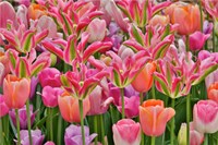 Tulips In Planters, Formal Garden, Mt, Cuba Center, Hockessin, Delaware Framed Print