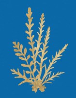 Pacific Sea Mosses III Blue Framed Print