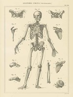 Skeleton Chart Framed Print