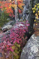 Autumn Color Foliage And Boulders Along Saint Louis River, Minnesota. Framed Print