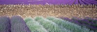Lavender Growing Beside Dry-Stone Wall, Somerset, England Fine Art Print