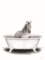 Zebra in Tub Framed Print