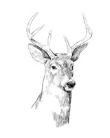 Young Buck Sketch I Framed Print