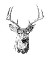 Young Buck Sketch III Framed Print
