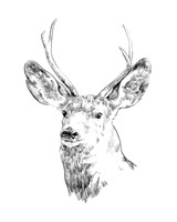 Young Buck Sketch IV Framed Print