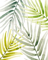 Shady Palm I Framed Print