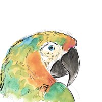 Tropical Bird Portrait IV Framed Print