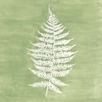Forest Ferns I Framed Print