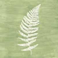 Forest Ferns III Framed Print