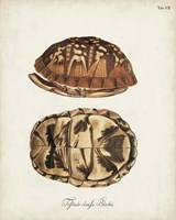 Antique Turtles & Shells III Framed Print