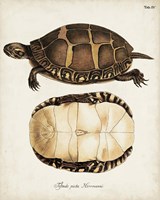 Antique Turtles & Shells IV Framed Print