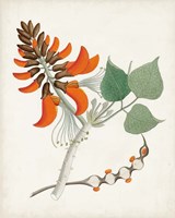 Botanical of the Tropics I Framed Print