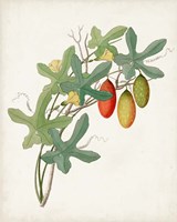 Botanical of the Tropics III Framed Print