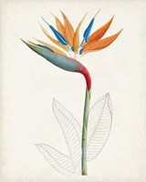 Botanical of the Tropics IV Framed Print