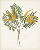 Botanical of the Tropics VIII Framed Print