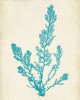 Aquamarine Seaweed VI Framed Print