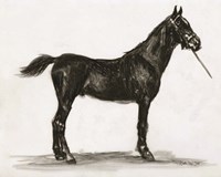 Horse Study 3 Framed Print