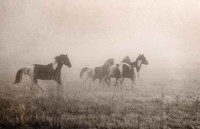 Paint Horses on the Run Framed Print