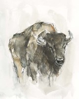 American Buffalo I Framed Print