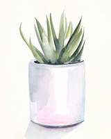 Potted Succulent III Framed Print