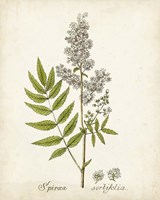 Antique Herb Botanical III Framed Print
