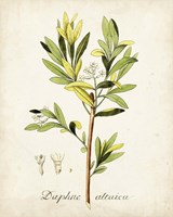 Antique Herb Botanical IV Framed Print